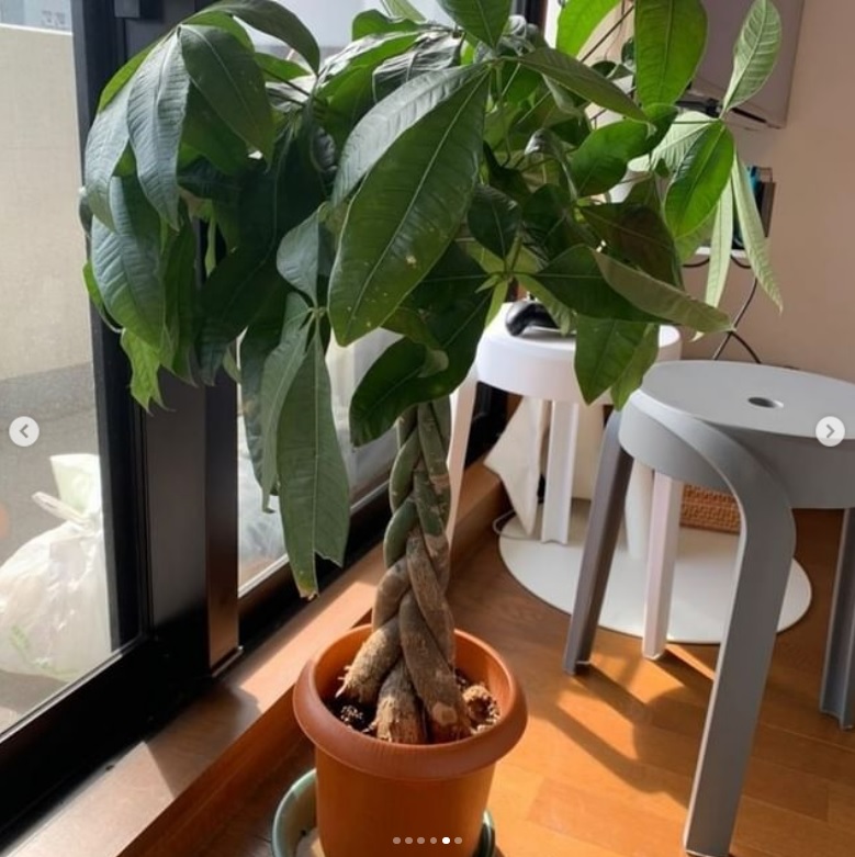 Greensrescue パキラ 葉っぱに白い斑点 茶色くなる どことなく 元気がない 鉢が小さく 根づまり で栄養や水を吸い上げられず 小さな葉が出てしまい 葉も元気がないのでしょう 5月になったら植え替えて Greensrescue T Co G7jookyrvr