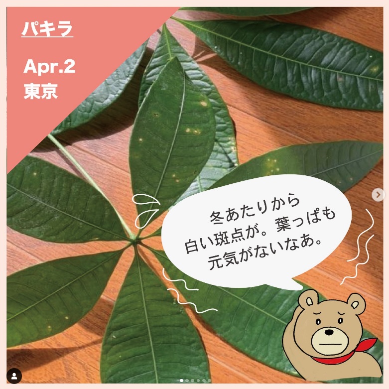 Greensrescue パキラ 葉っぱに白い斑点 茶色くなる どことなく 元気がない 鉢が小さく 根づまり で栄養や水を吸い上げられず 小さな葉が出てしまい 葉も元気がないのでしょう 5月になったら植え替えて Greensrescue T Co G7jookyrvr