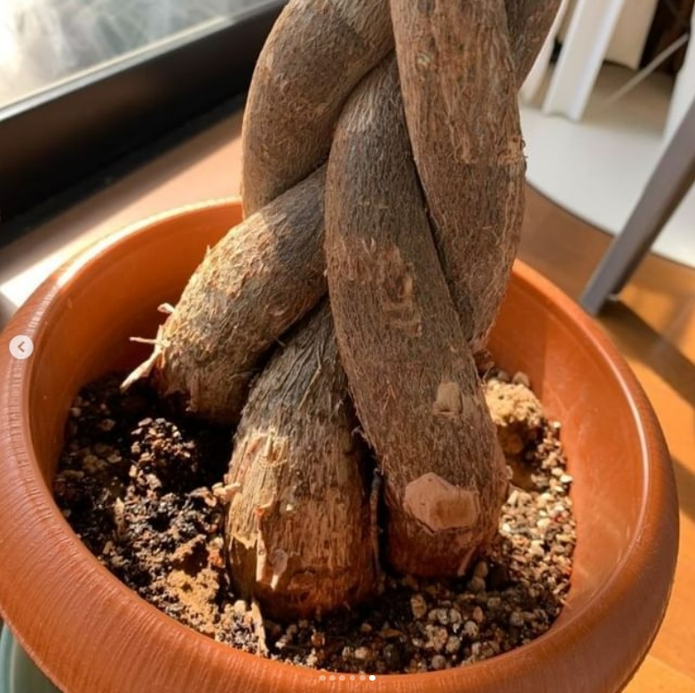 Greensrescue パキラ 葉っぱに白い斑点 茶色くなる どことなく 元気がない 鉢が小さく 根づまり で栄養や水を吸い上げられず 小さな葉が出てしまい 葉も元気がないのでしょう 5月になったら植え替えて Greensrescue T Co G7jookyrvr