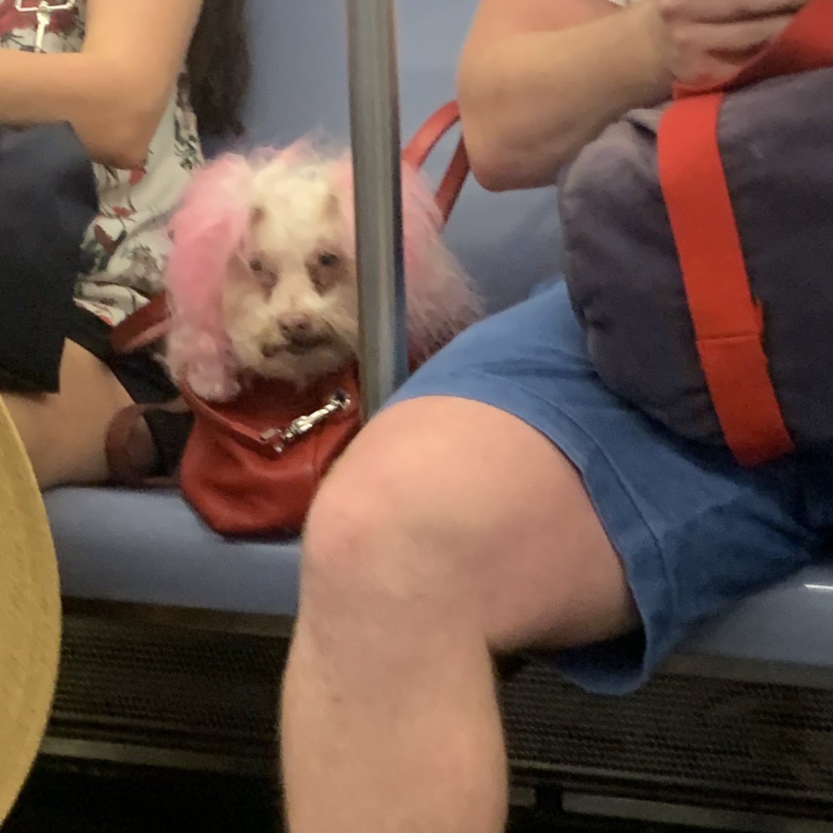 this dog genuinely made me feel fucking crazy