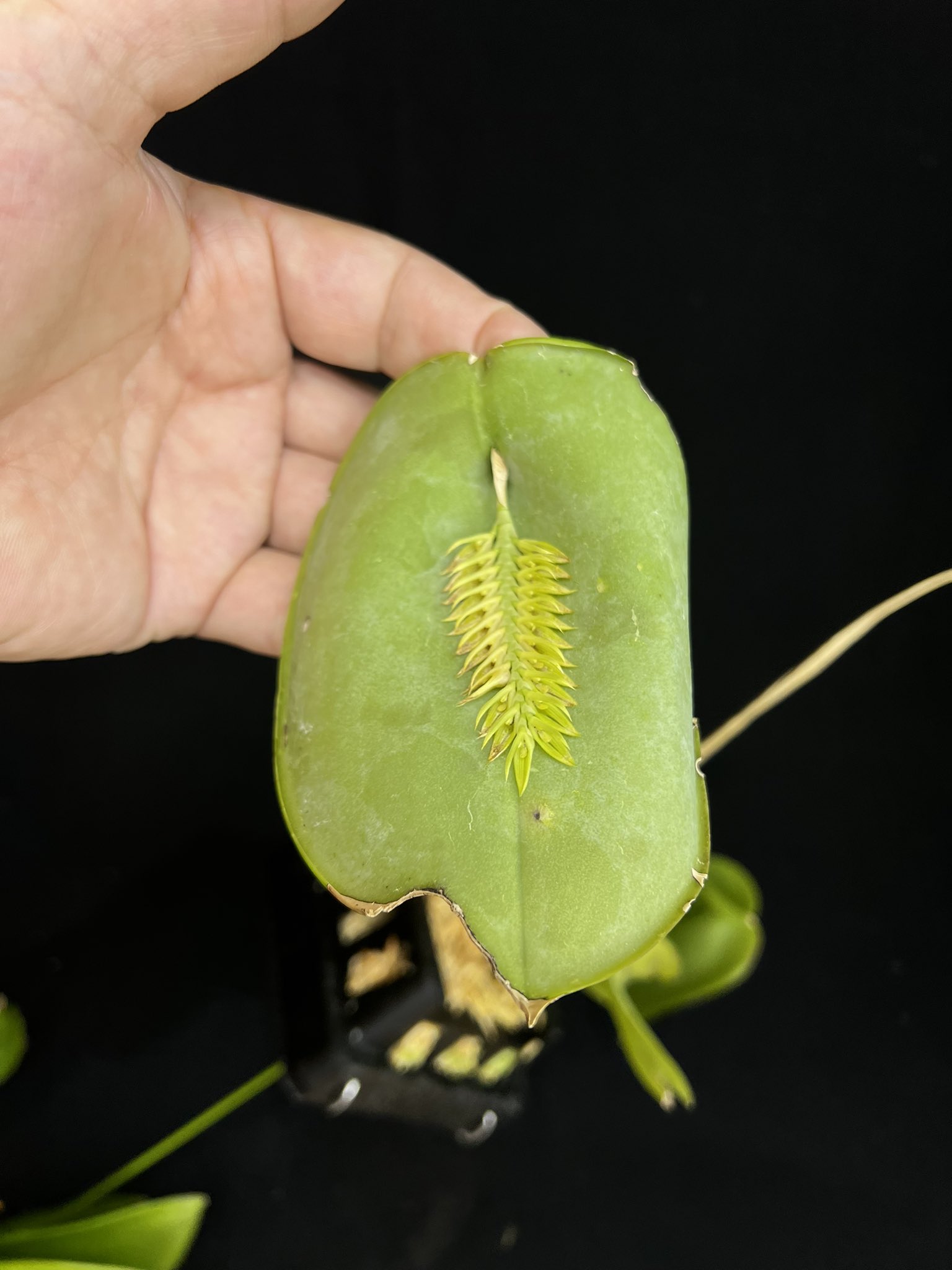 Wakayama Orchids on Twitter "Pleurothsllis pectinate alba でっかい葉になって来た