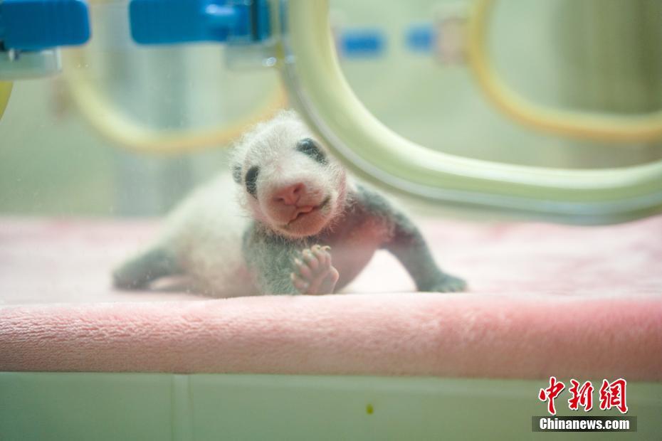 Three baby #pandas, not yet a month old, are sleeping in their incubators in the solar maternity ward at Cheng du Research Base of Giant Panda Breeding in Sichuan province. #OneMoment