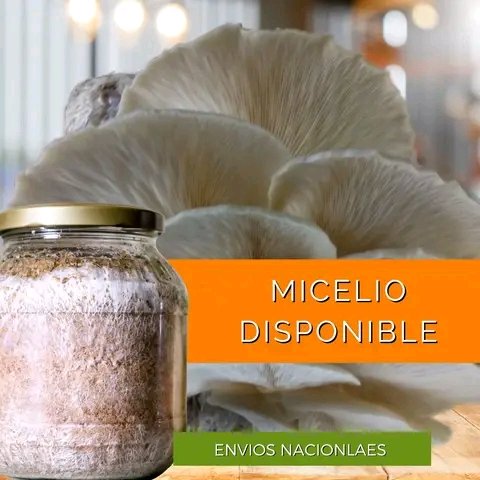 yonatvid's tweet photo. ¿Buscas micelio (semillas fungica),? 🤔 contactanos tenemos diferentes variedades de micelio 👇
🍄CHampiñon ostra cafe, azul, gris, blanco, rosado y doeado
🍄REISHI (Ganoderma lucidium)
🍄Champiñon
Contanos https://t.co/HLhR6veubE https://t.co/YYHhVzkthI