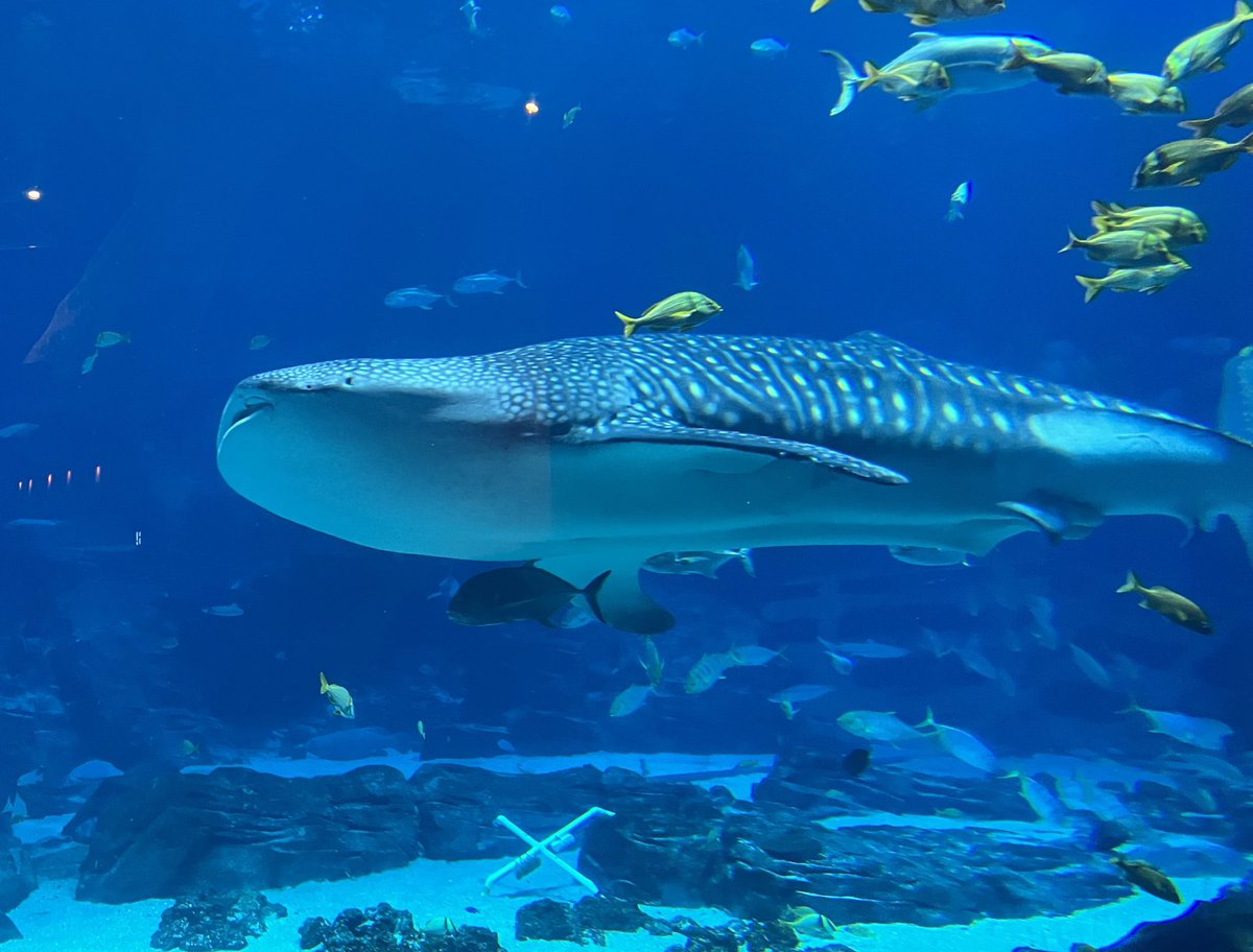 Ledger 🇺🇸 tweet media