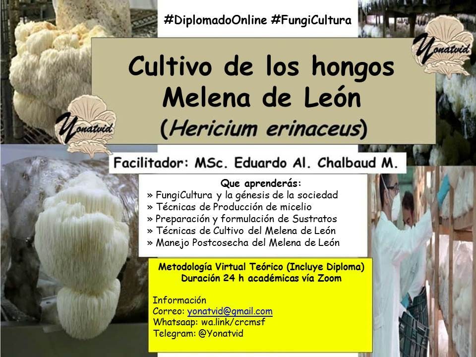 yonatvid's tweet photo. @yonatvid 🍄🍄
A petición de todos, se abre una nueva corte #DiplomadoOnline #Fungicultura
Inicio 01/08/2022 al 21/08/2022,  hora Venezuela vía Zoom 
✓ Msc. Eduardo A. Chalbaud

INVERSIÓN: 
Costo 35$ c/u
Sumate y no dejes que te lo cuenten
INF.
Whatsaap: https://t.co/VcqDBsqHa8 https://t.co/QYRPU8C9Su