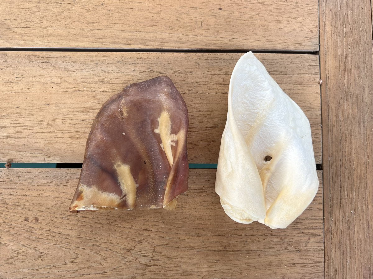 JannaIreland's tweet photo. @karenkho We love dried pig and cow ears. Our poodle lives to chew. She will gobble smaller/thinner chews right up, but the ears take longer and I don’t find them to be smelly. https://t.co/Vdvtud2nKv