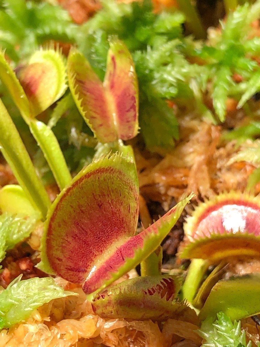 ハエトリソウ Twitter Search Twitter