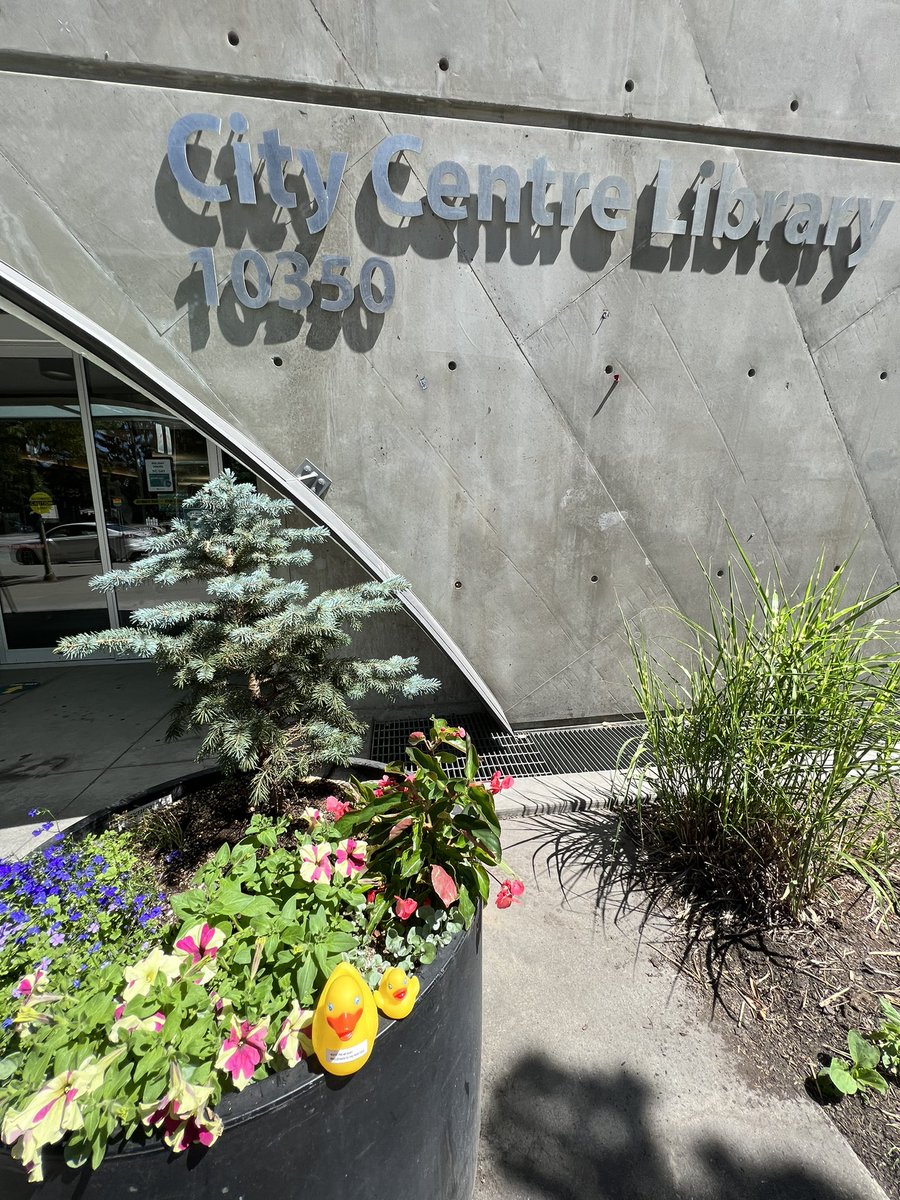 cndbassetmom's tweet photo. The #libraryducks visited the Surrey Central branch of the Surrey Public Library. They enjoyed the architecture of the large building! https://t.co/KFLBTm0Ekv