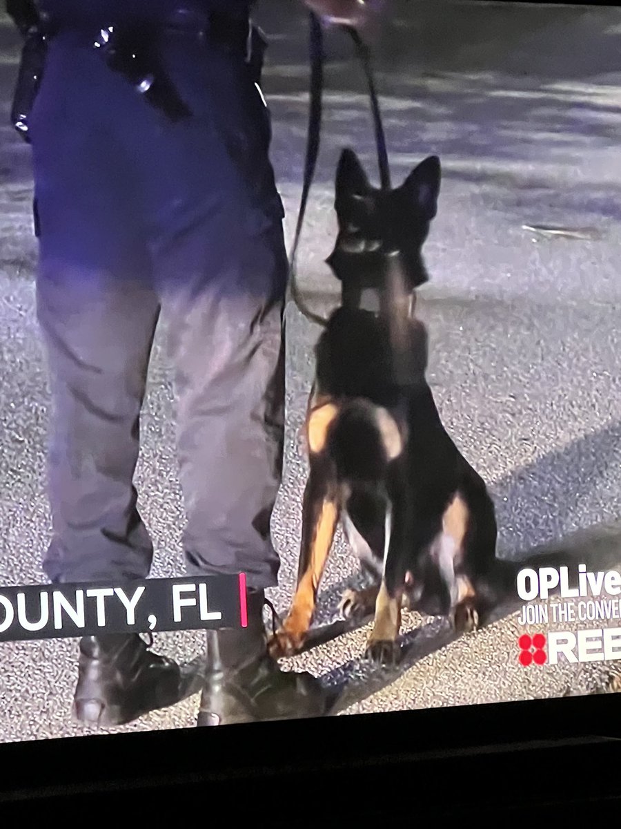 Ok I did my job. Treat 🍬 time 🐕 
#K9sOnPatrol #OPLive 

<a href="/OnPatrolNation/">#OPNation</a> <a href="/OfficialOPLive/">On Patrol: Live</a>