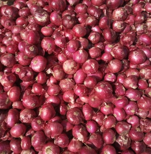 SPNFKarnataka's tweet photo. Subash Palekar krushi success story. @ Sri Madhav Rao Goumata Natural farm  99242 48128. Onion variety pancha Ganga sardar
Red variety. Seeds rs500/kg
ಪಂಚ ಗಂಗಾ ಸರ್ದಾರ್ ಕೆಂಪು ಈರುಳ್ಳಿ ಬೀಜವನ್ನು 300 ರಿಂದ 400 ಲೀಟರ್ ಜೀವಾಮೃತ  ನೀರಿಗೆ ನೀಡಲಾಗುತ್ತದೆ. ಬೀಜ ಕೂಡ ಹೆಚ್ಚಿದೆ  .1 ಕೆಜಿ ಬೆಲೆ ₹ 500. https://t.co/3SRPtx6VJK