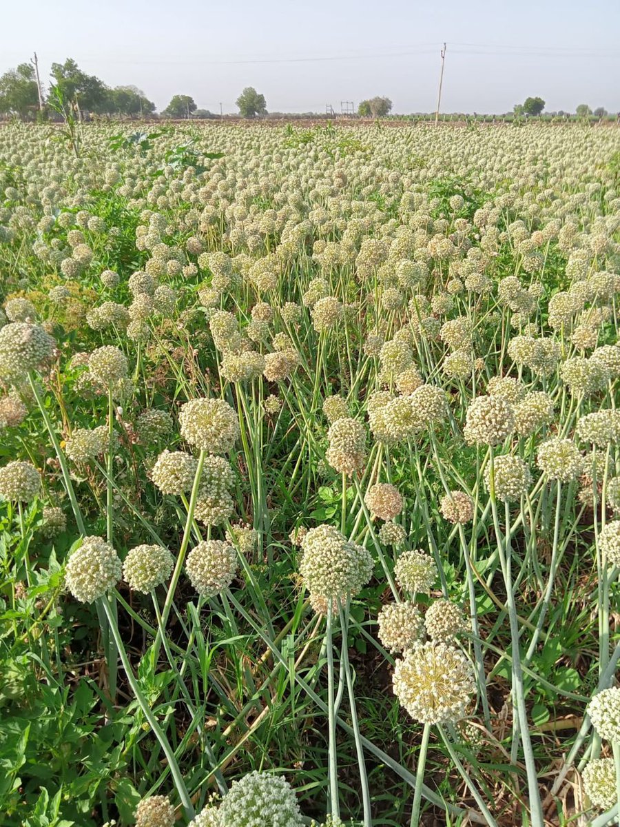 SPNFKarnataka's tweet photo. Subash Palekar krushi success story. @ Sri Madhav Rao Goumata Natural farm  99242 48128. Onion variety pancha Ganga sardar
Red variety. Seeds rs500/kg
ಪಂಚ ಗಂಗಾ ಸರ್ದಾರ್ ಕೆಂಪು ಈರುಳ್ಳಿ ಬೀಜವನ್ನು 300 ರಿಂದ 400 ಲೀಟರ್ ಜೀವಾಮೃತ  ನೀರಿಗೆ ನೀಡಲಾಗುತ್ತದೆ. ಬೀಜ ಕೂಡ ಹೆಚ್ಚಿದೆ  .1 ಕೆಜಿ ಬೆಲೆ ₹ 500. https://t.co/3SRPtx6VJK