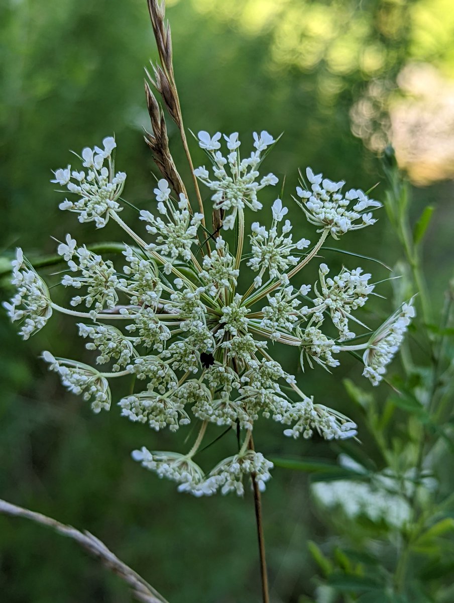 actbio_art's tweet photo. #photo #photography #cellphonephotography #Flowers #nativeplants #Pennsylvania #TylerStatePark https://t.co/Mhebf8az69