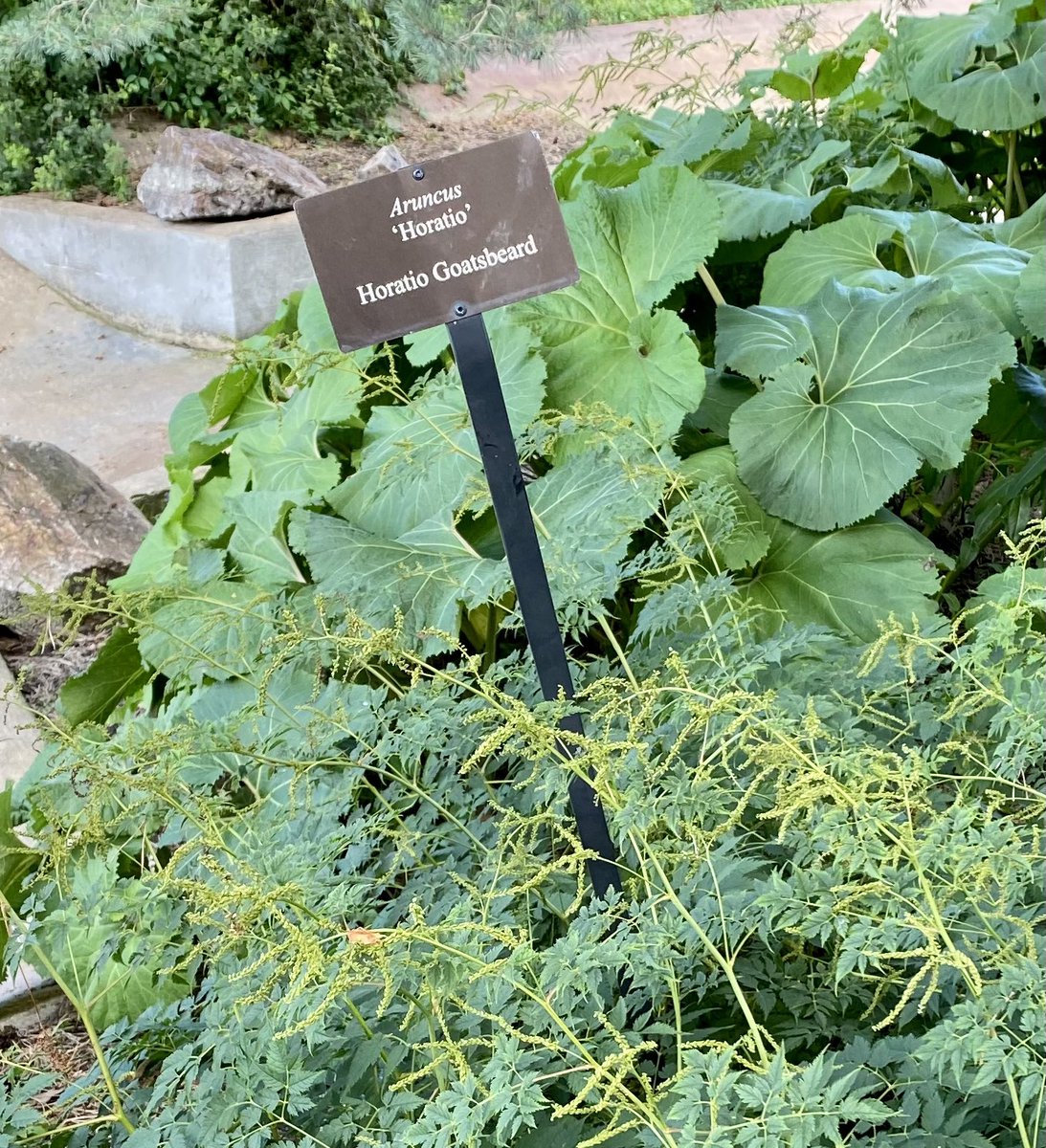 erichelmuth's tweet image. Here lies Horatio Goatsbeard, the famous pirate gardener.