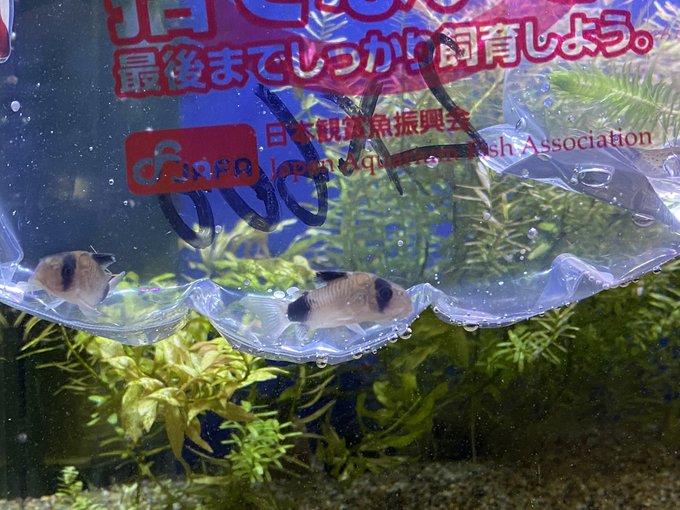 コリドラスピグミーのtwitterイラスト検索結果