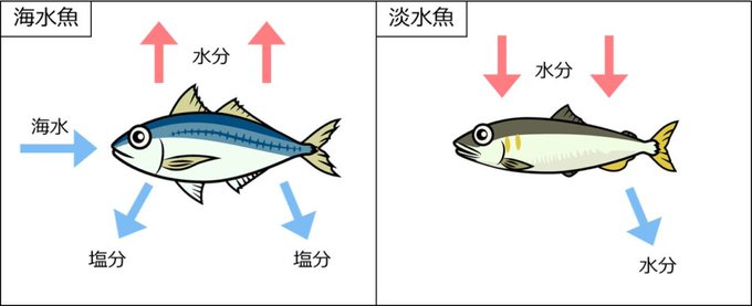 エラのtwitterイラスト検索結果