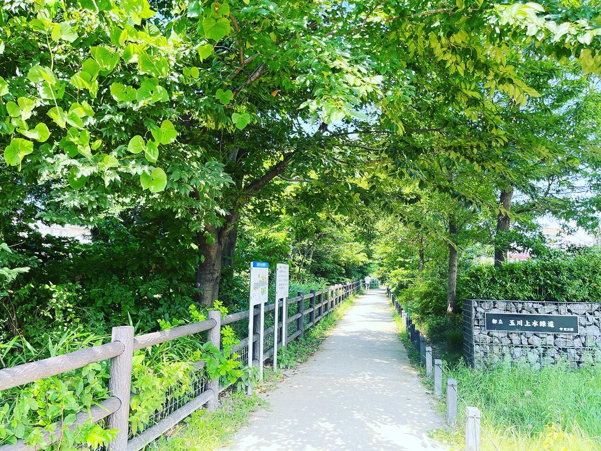 curanosuke's tweet photo. 先週に続いて井の頭公園でIRC。
息子は昨日の練習試合で少し足を捻ったみたいなのでおやすみ。
今朝も暑くて酒抜きランでゆるゆると。
帰ってきたら、ムギは好き過ぎてボロボロになった麻の爪研ぎの上でまったり。
#suuntoで15km走りました
#今月は241km
#inokashirarunningclub
#スクワット https://t.co/wMJVFezMd4