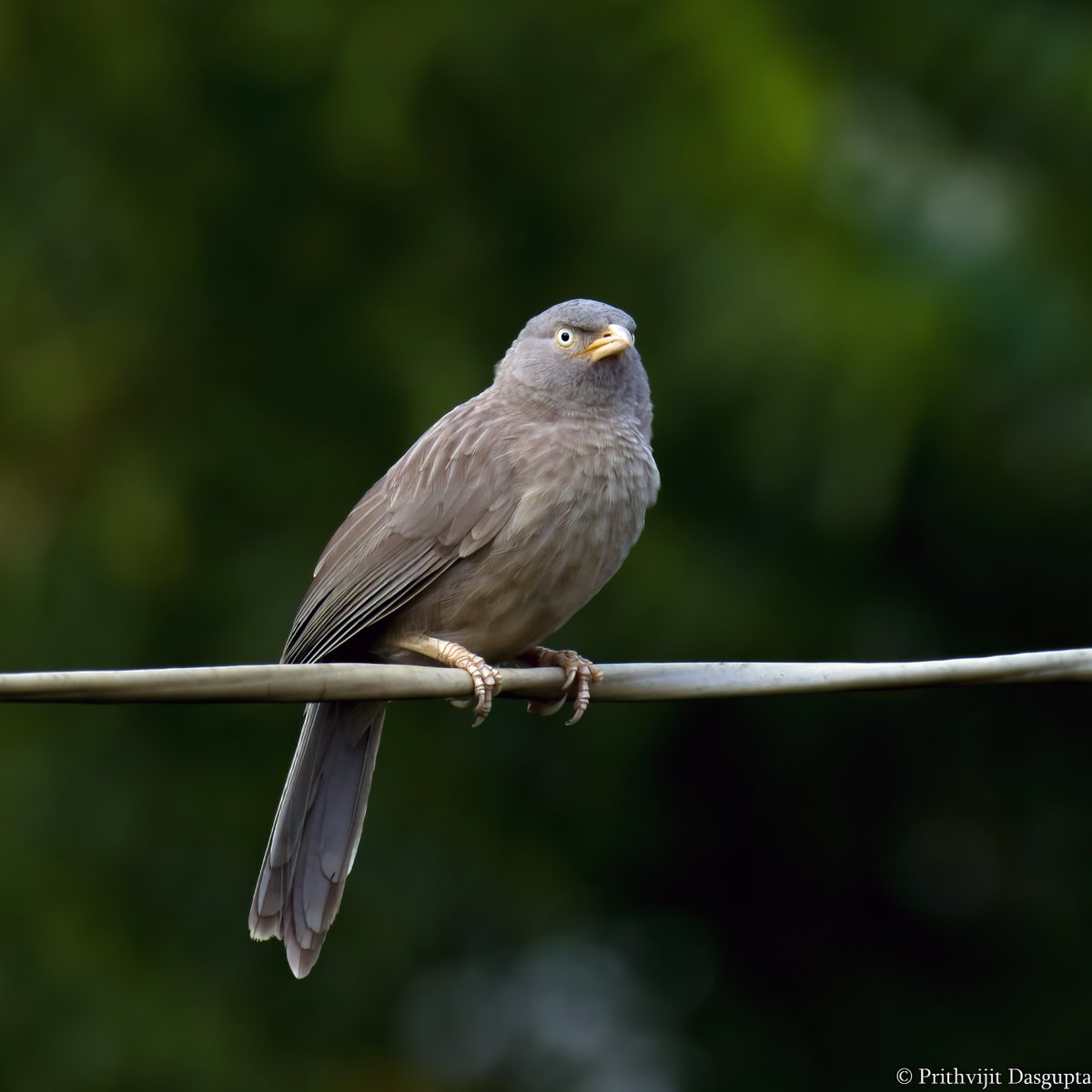 My entry for a very common #brownbirds : Jungle Babbler, Farakka
#IndiAves #birding #BirdsSeenIn2022 #BBCWildlifePOTD #wildlife #photography