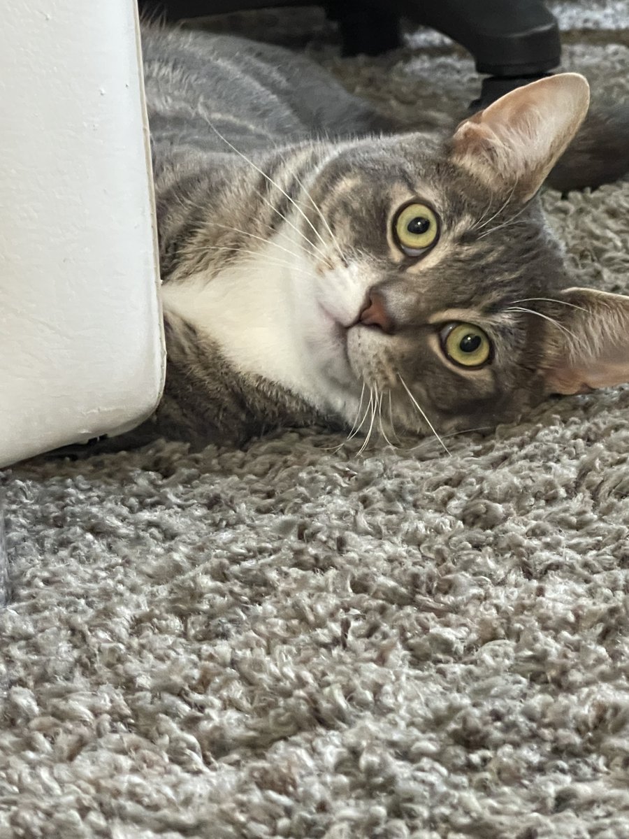 Andrew Weaver tweet media