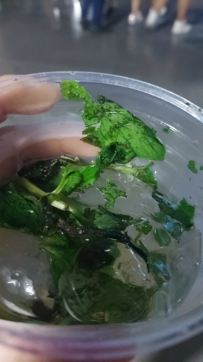 KhalyTargaryen's tweet photo. Guess what???
#habanaweekend https://t.co/Ui6zXlM5uh