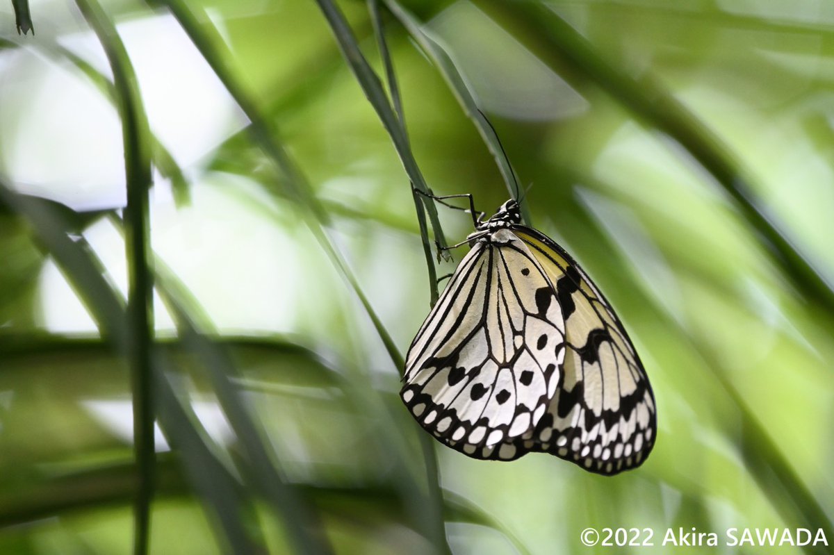 Akira Sawada 波照間島の生き物 4 オオゴマダラ 日本で一番大きいチョウの1つです ゆったり飛んでいます 蛹が金色なことでも有名です 小さいころから図鑑や昆虫館でたくさんみたチョウがそこら辺を飛んでいるのは感慨深いです 波照間島 オオゴマダラ