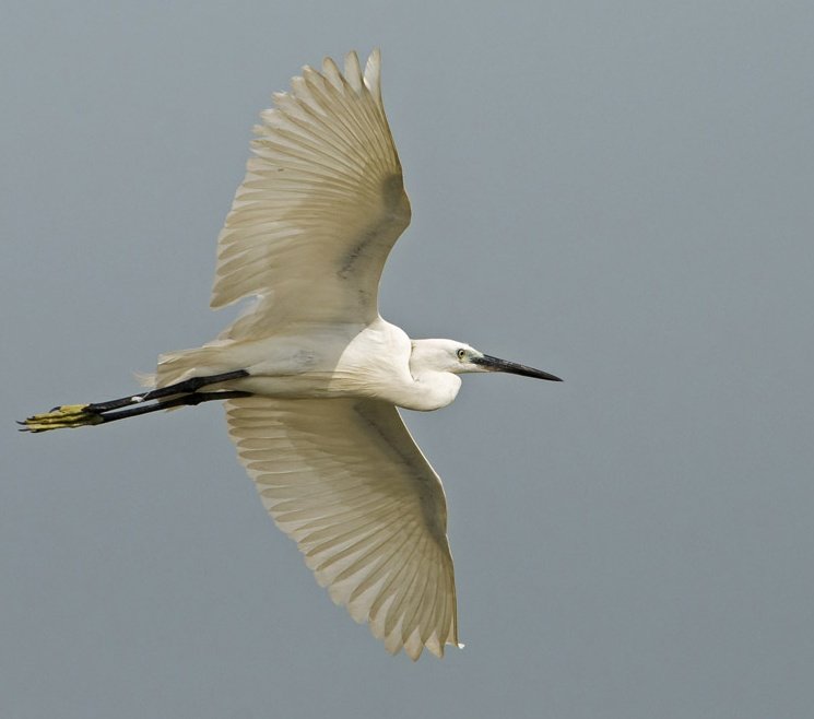 Egret of the Day