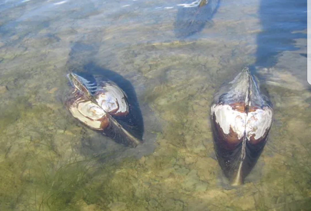 Буйр нуурт амьдардаг дагуурын сувдан хясаа, дэлт танан хясаа нь Монгол орны улаан номонд орсон юм. Буйр нуурт 10-30 см урт, 200-1000 гр жинтэй нь элбэг таардаг.Усны бохирдол, хатаж ширгэх зэргээр тоо толгой нь ховордож байгаа тул бид хайрлан хамгаалах ёстой юм.