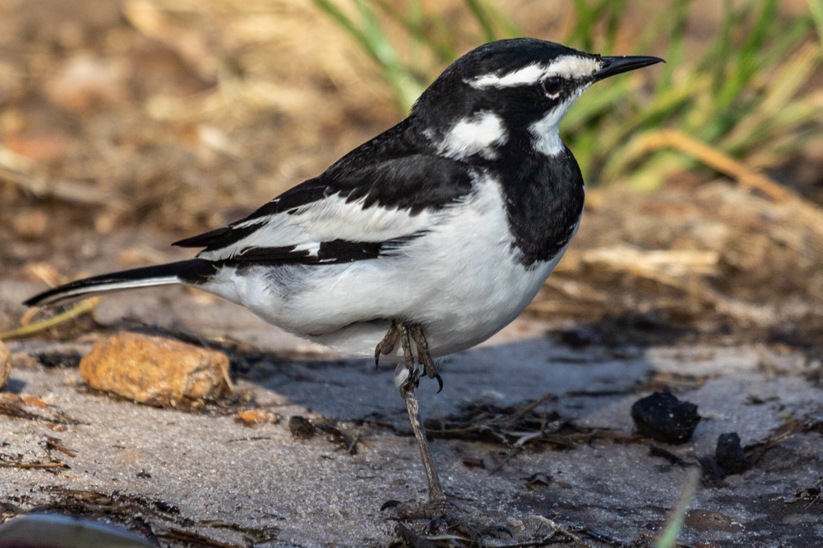 Data_BirdMan's tweet image. African Pied Wagtail (Motacilla aguimp)
𝐂𝐡𝐨𝐛𝐞 𝐍𝐚𝐭𝐢𝐨𝐧𝐚𝐥 𝐏𝐚𝐫𝐤, 𝐁𝐨𝐭𝐬𝐰𝐚𝐧𝐚

#birds #Naturephography #birdwatching #Canon #canonphotography #birdphotography