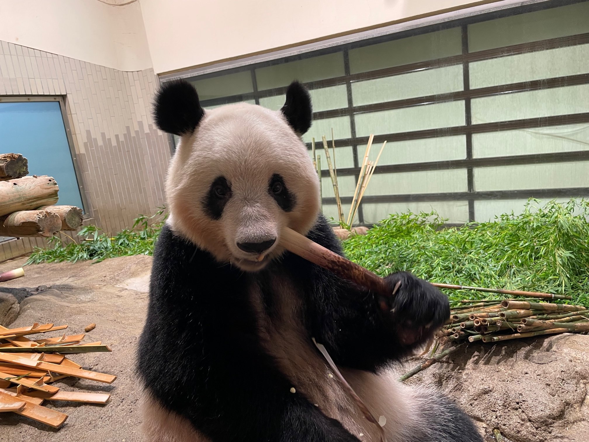 上野動物園［公式］ on X: 
