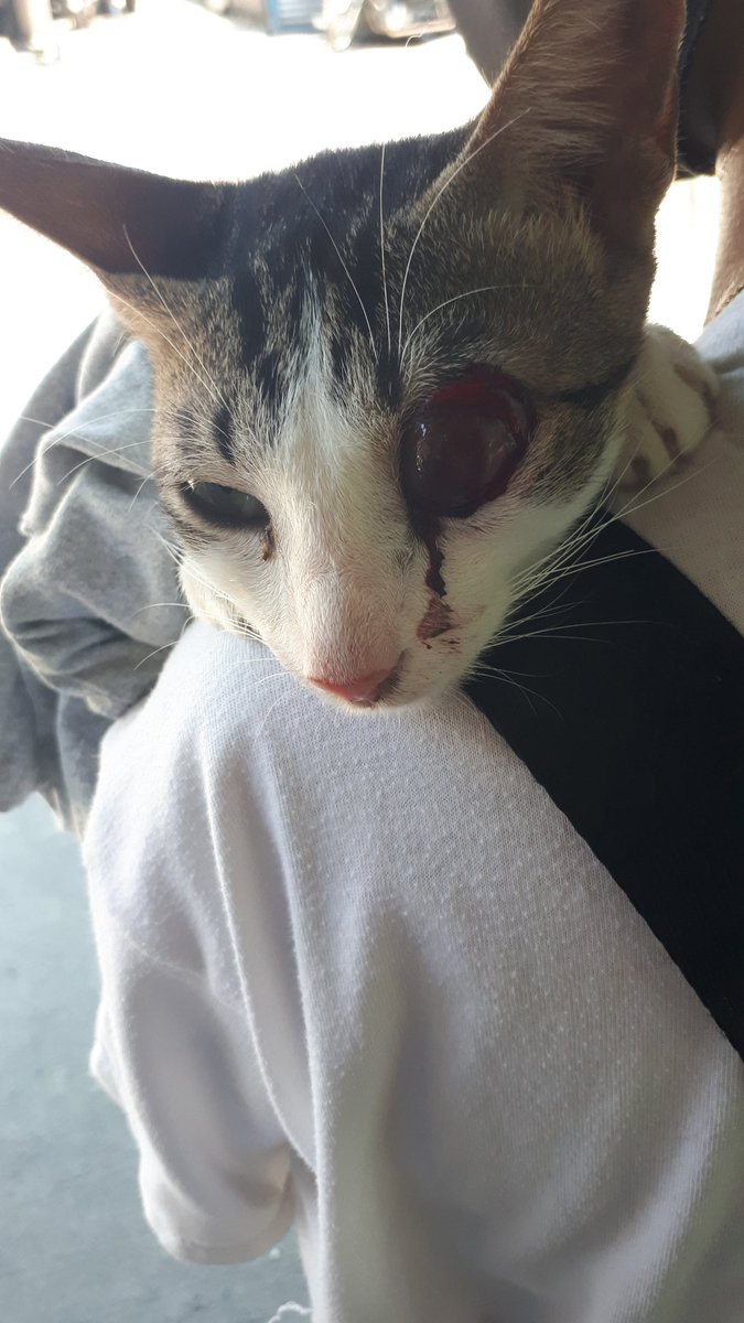 cupofohj_nijr's tweet photo. Hello Good afternoon 
I'm knocking to your hearts right now for my little cat injury 
Any amount will very much appreciated 
Gcash: 09770150742

Story:⬇️⬇️⬇️ https://t.co/Sh4T1qQTzH