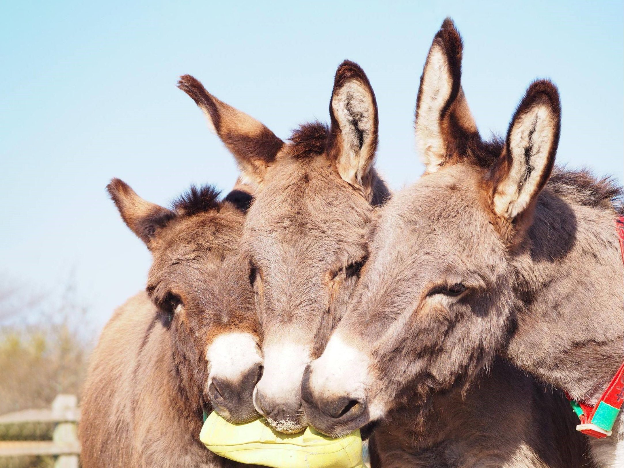 The Donkey Sanctuary (@DonkeySanctuary) / Twitter