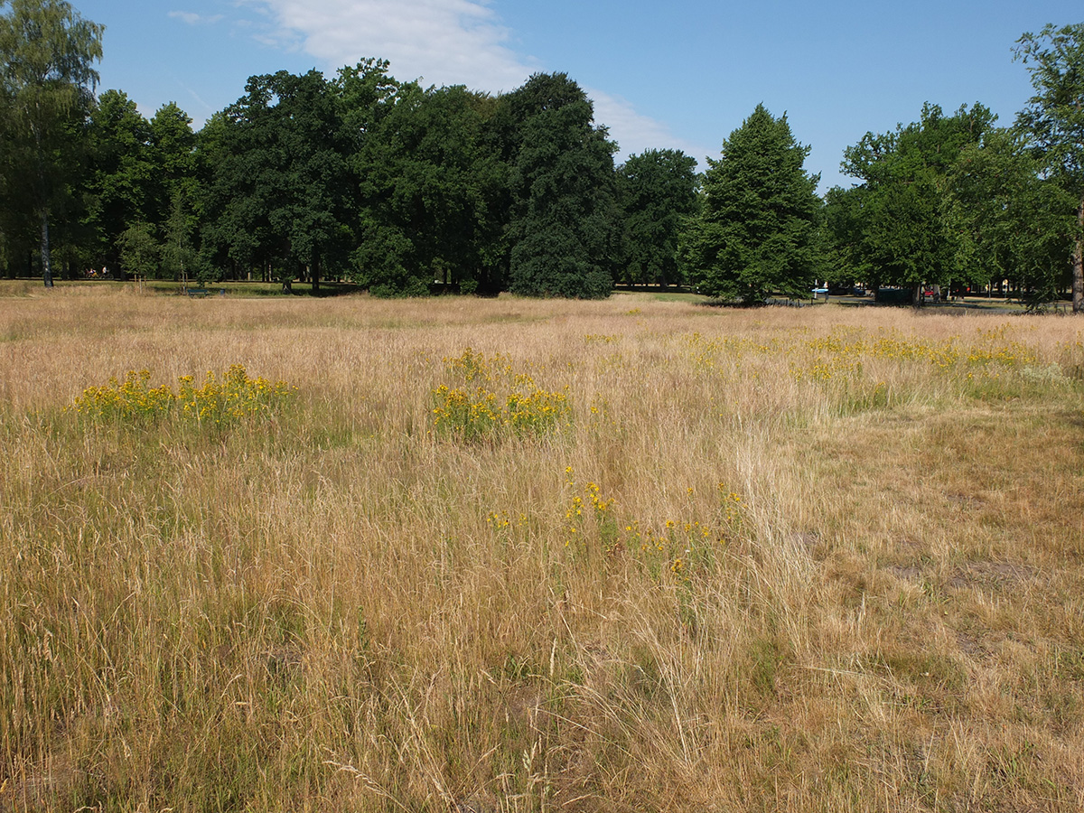 hannover's tweet image. Die Stadtverwaltung weist darauf hin, dass aufgrund der extremen Trockenheit und der Hitze in öffentlichen Park- und Grünanlagen das Grillen und offenes Feuer verboten sind: hannover.de/Service/Presse…