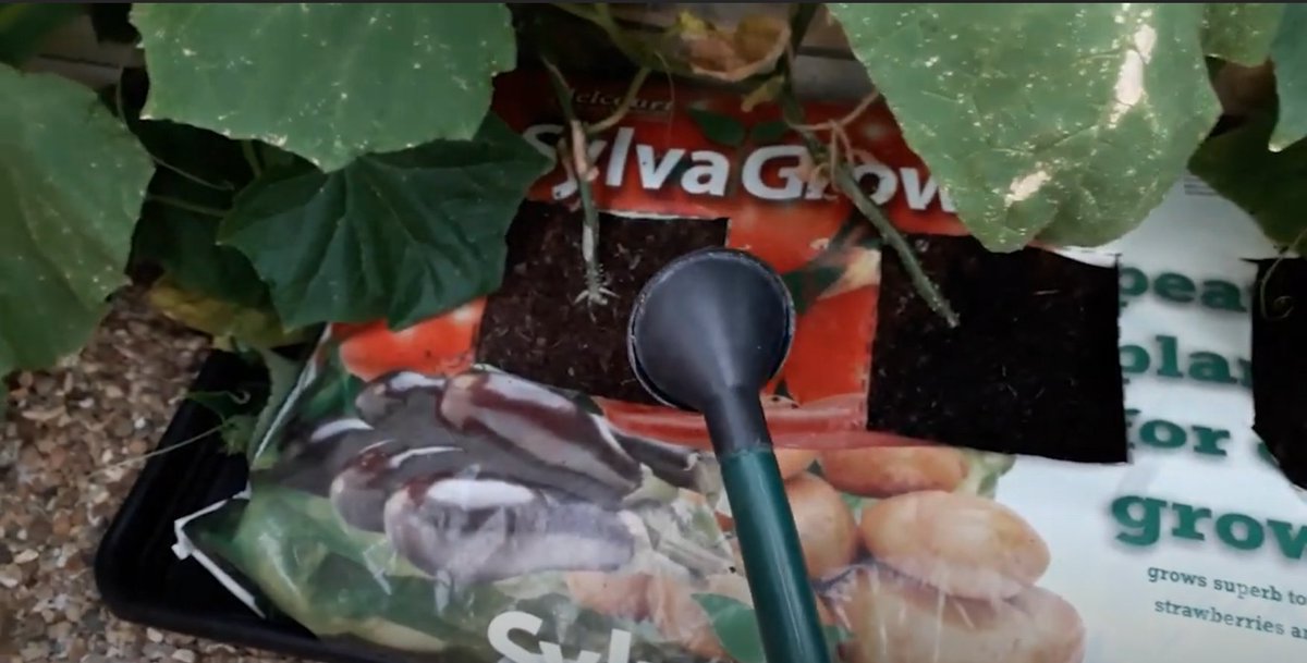 Effective watering is key in our increasingly hot summers. In our latest YouTube tutorial @Cdawson301 shares her tried-and-tested watering techniques for #compost and containers. 

▶️ youtu.be/4XX2CiLcDhc

#sylvagrow #peatfree #savewater #watering #compost #melcourt