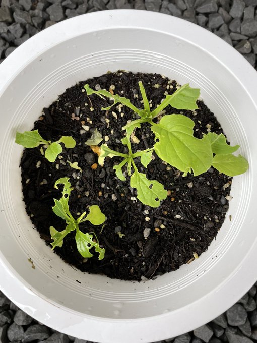 Twitterのコスプレ画像8