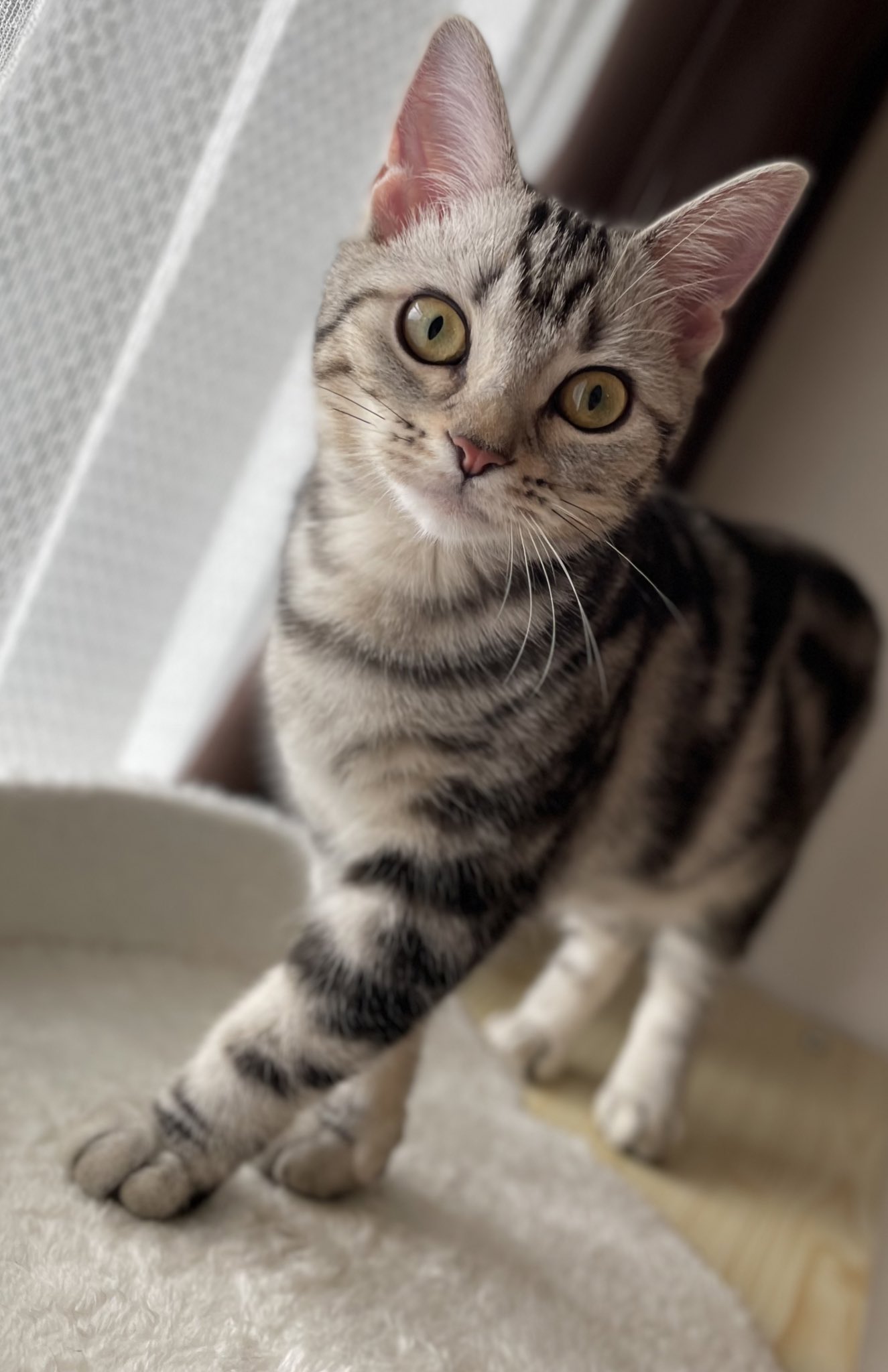 モデル猫 Twitter Search Twitter