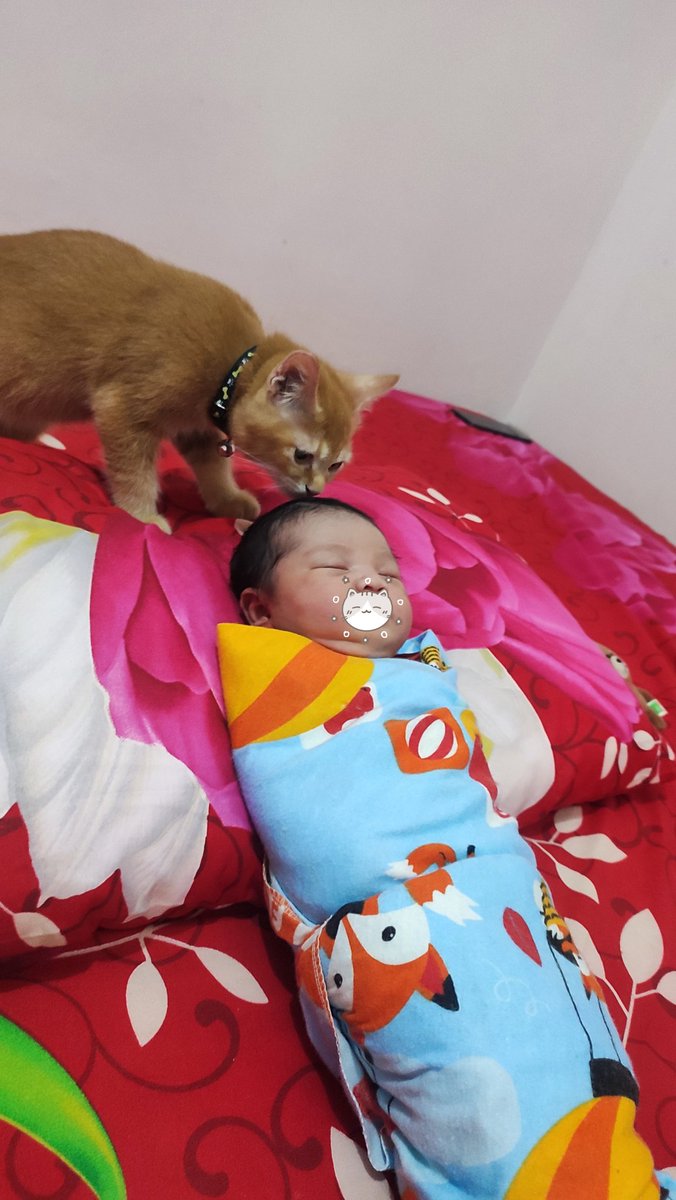 kochengfs's tweet photo. 🐈 Opet mencium aroma adanya pesaing baru, huhuuu 😿 https://t.co/ytFau7RzH1