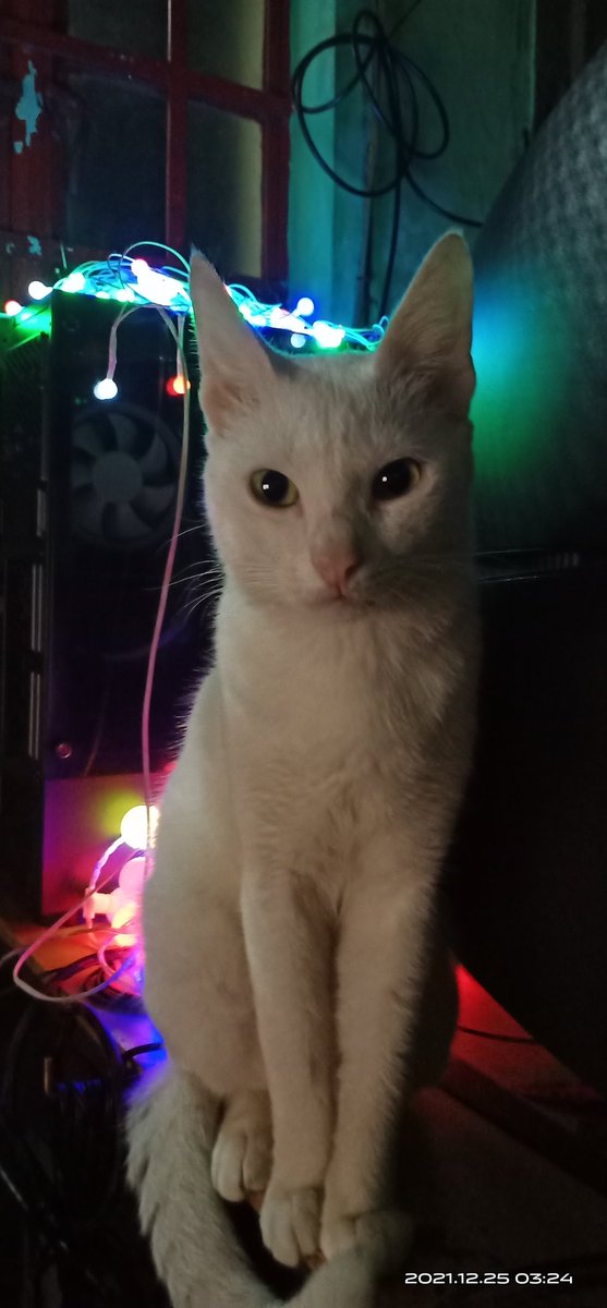 aya_david1978's tweet photo. We still miss you sweet baby boy.. You look so handsome in this pic.. #1st #catlovers #pet https://t.co/E4oZbiO2nx