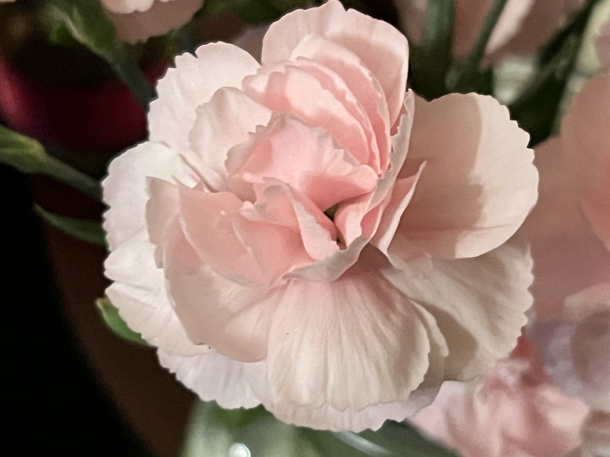 The Curlew tweet media