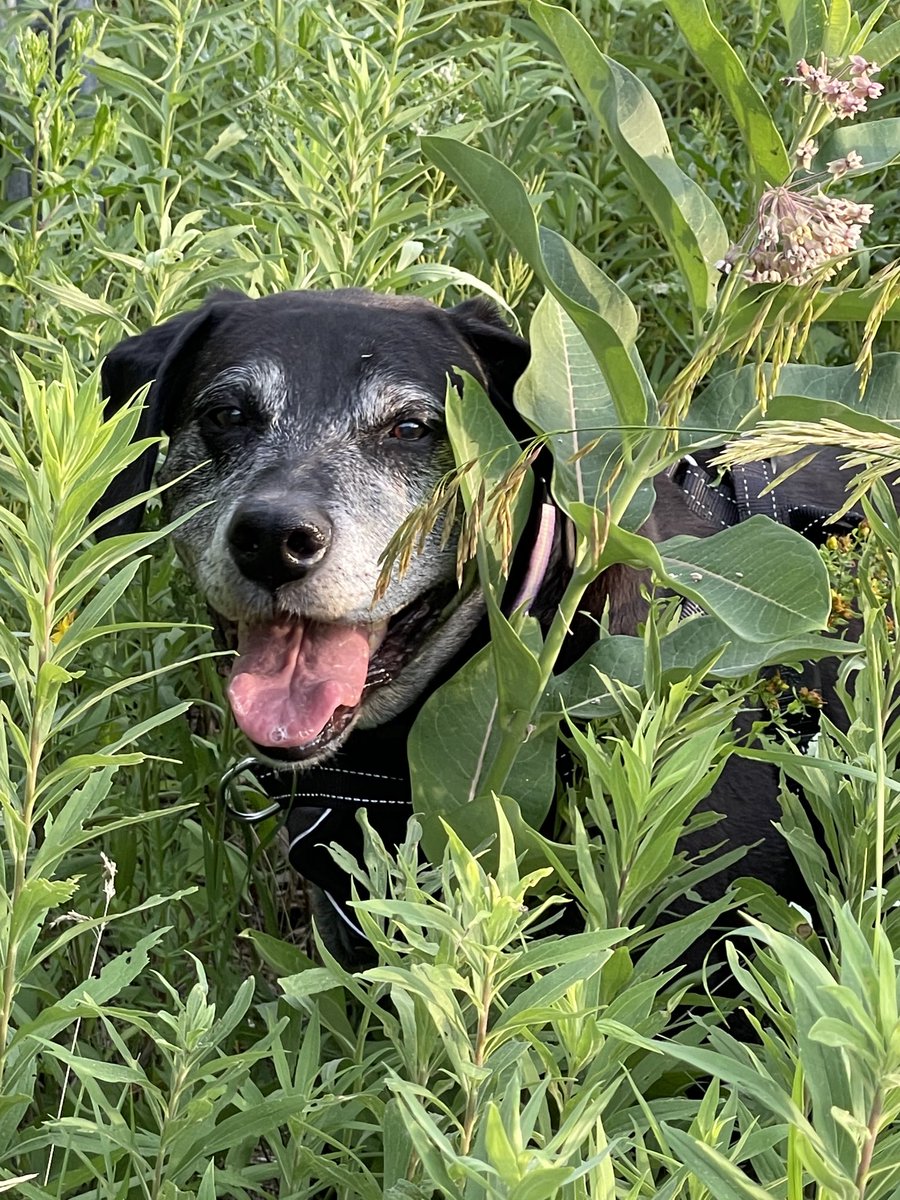 CoachGroff16's tweet image. RIP old friend.