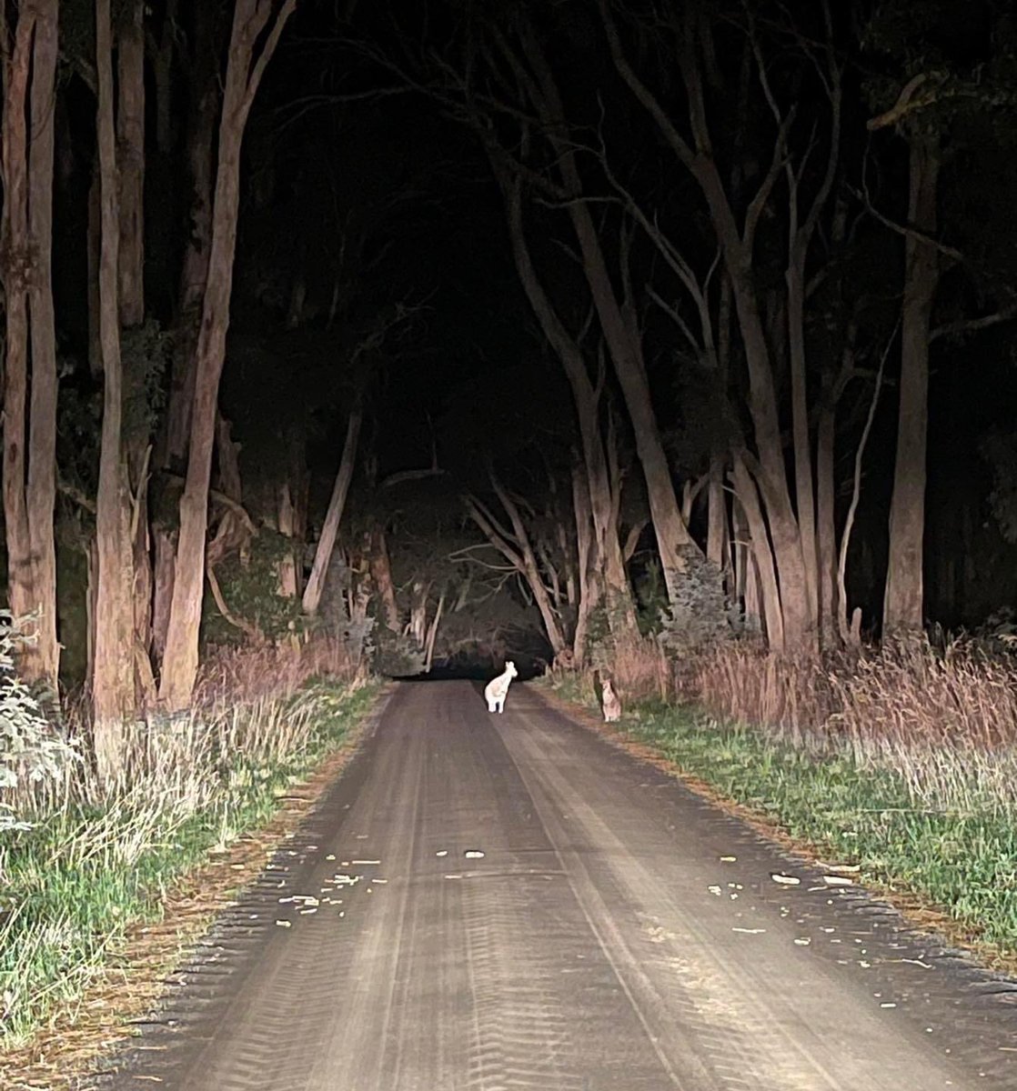 Don’t forget we built roads through their forests. This is their home. By driving to conditions with all wildlife in mind, you can save lives. 
Courtesy Macedon Ranges Wildlife Network FB page