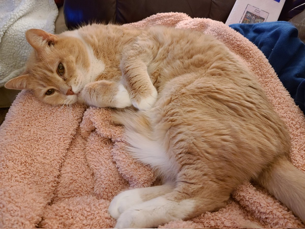 Sallymander12's tweet photo. Here's a cute Bill cat. https://t.co/5Nel7ZReJy