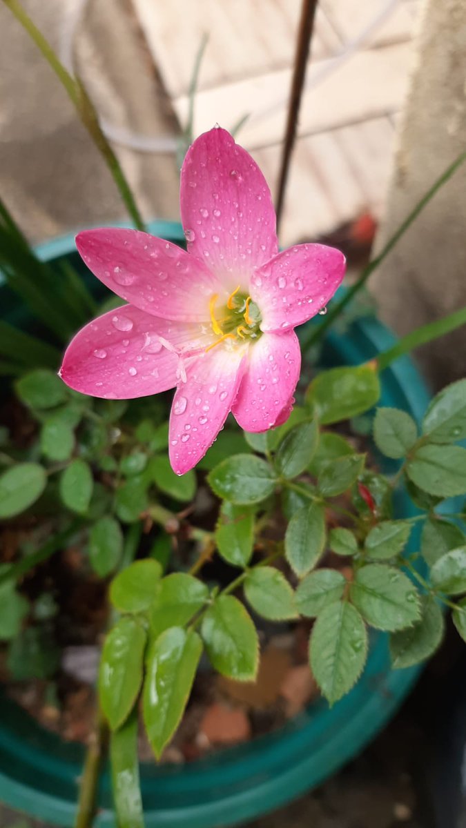 IsisCachoeiro's tweet photo. https://t.co/352ptAcrZn
#flores #flowera #Video #nature #plantas https://t.co/Yfi762OzL5