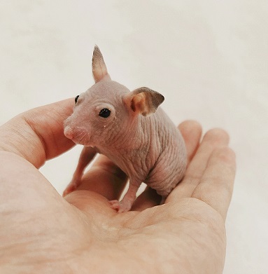 かねだい伊勢原店 総合編 犬 猫 小動物入荷速報 Sale告知など さん の人気ツイート 2 Whotwi グラフィカルtwitter分析