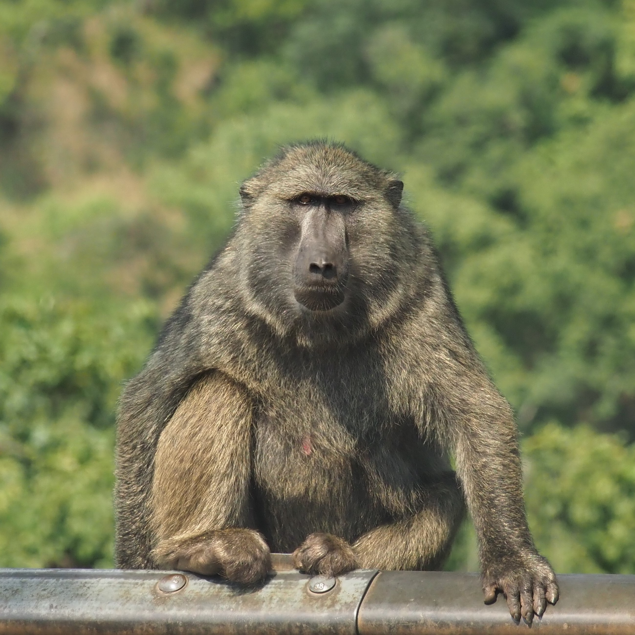 Koichi Murata 国関連の事業支援のためウガンダへ行っておりました 道端にもアフリカの野生動物 当たり前ですが 笑 チャクマヒヒ Baboon T Co Phxzkxss7m Twitter