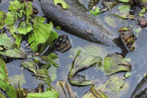 Do you need a pick-me-up? Here is an ultra cute Black pond turtle (Melanochelys trijuga) captures by Navaneeth Sini George. Turtles make all the worries go away!