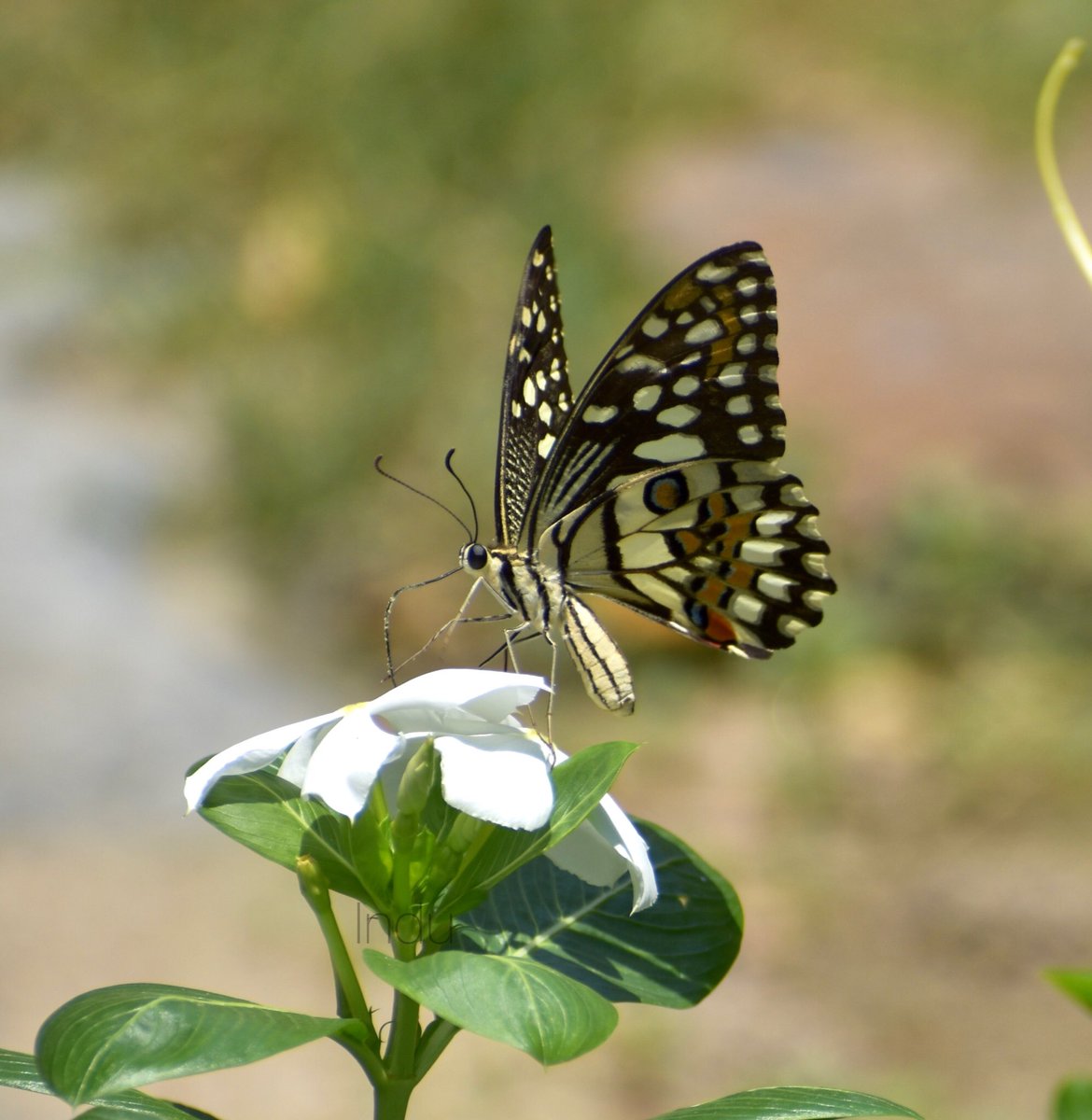 Lime butterfly feeding on periwinkle flower for #TitliTuesday by #IndiAves #TwitterNatureCommunity #ButterflyCount #ThePhotoHour @savebutterflies @NatureIn_Focus