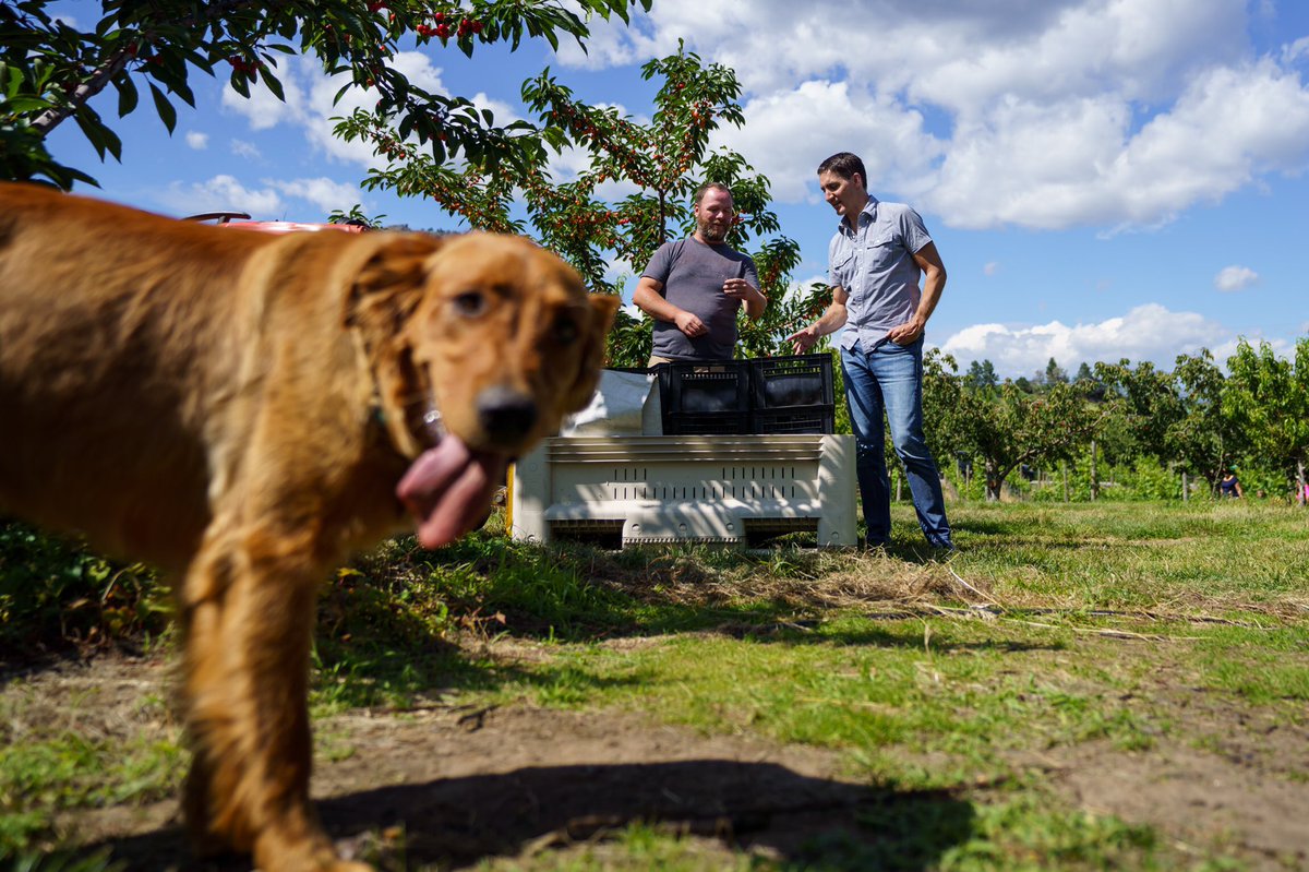 JustinTrudeau's tweet photo. It’s cherry season – and from picking them at Lutz Family Farm to packaging them at BC Tree Fruits Co-op, we got to watch the whole process unfold today. To the workers who showed us around, and to everyone who helps keep British Columbia’s fruit industry thriving: Thank you. https://t.co/h9UhsG4eQq
