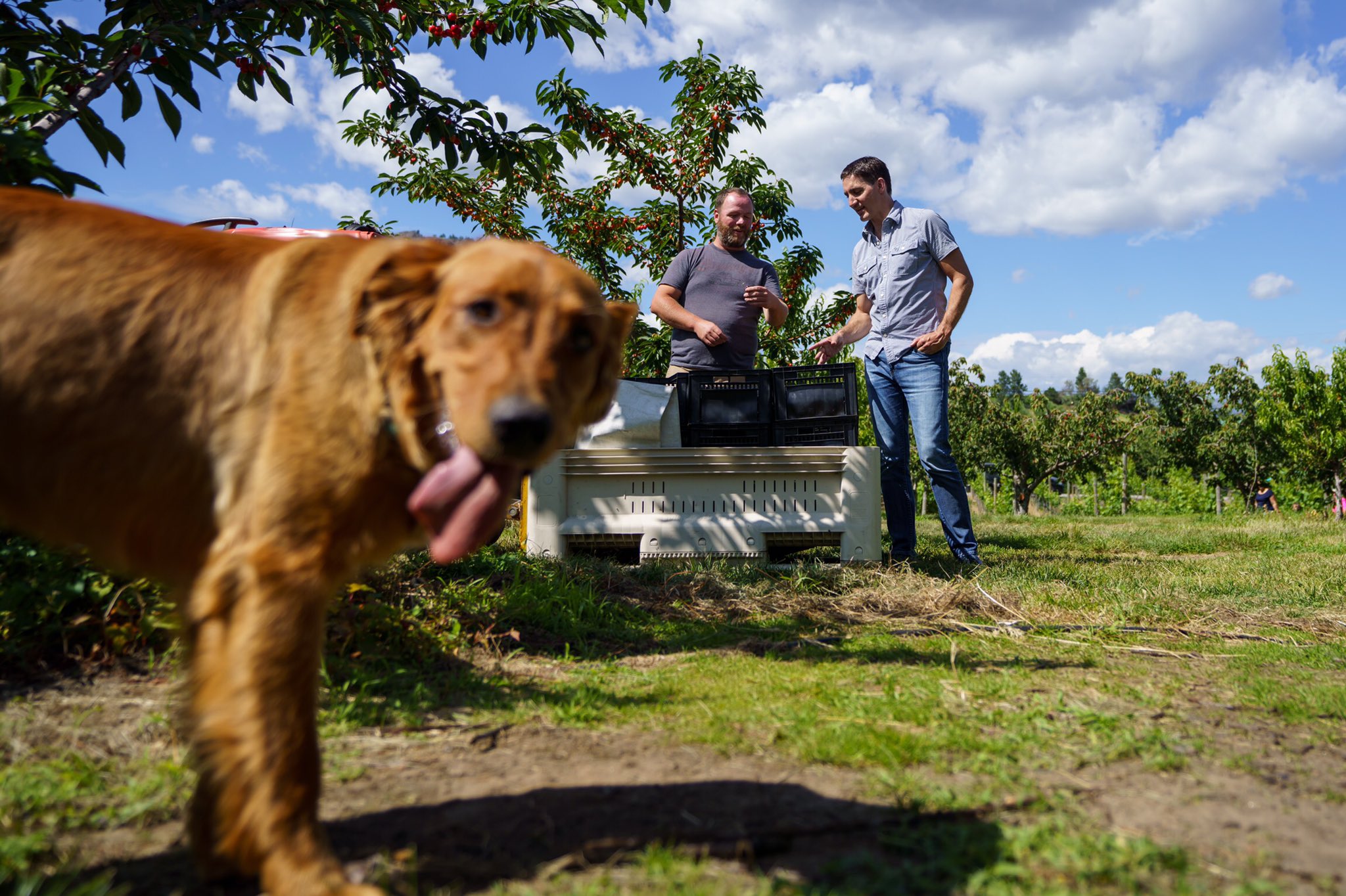 Justin Trudeau on Twitter "It’s cherry season and from picking them