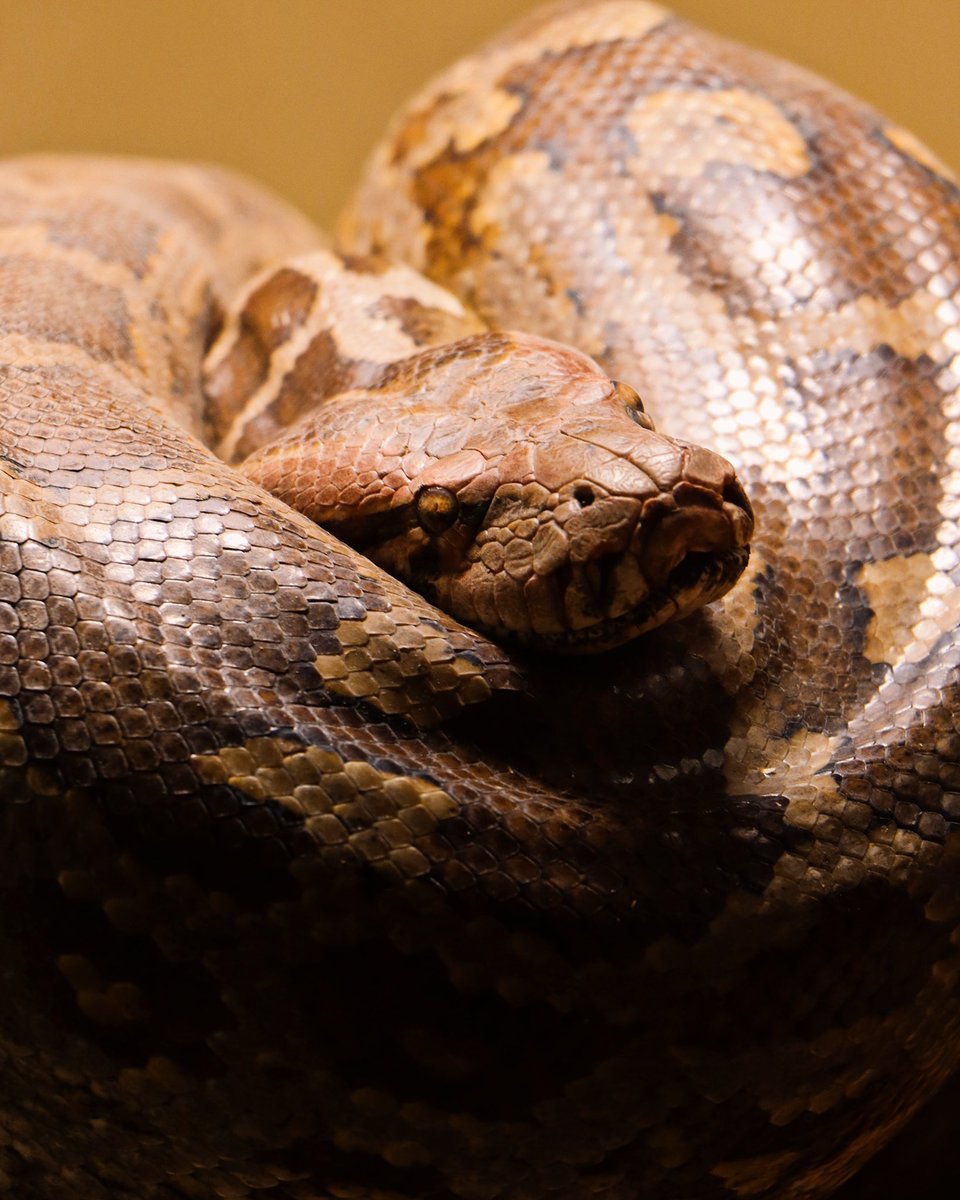 Captured a Central African rock python 🐍📸 Captured on canon 90D #capturedoncanon @Canon_India