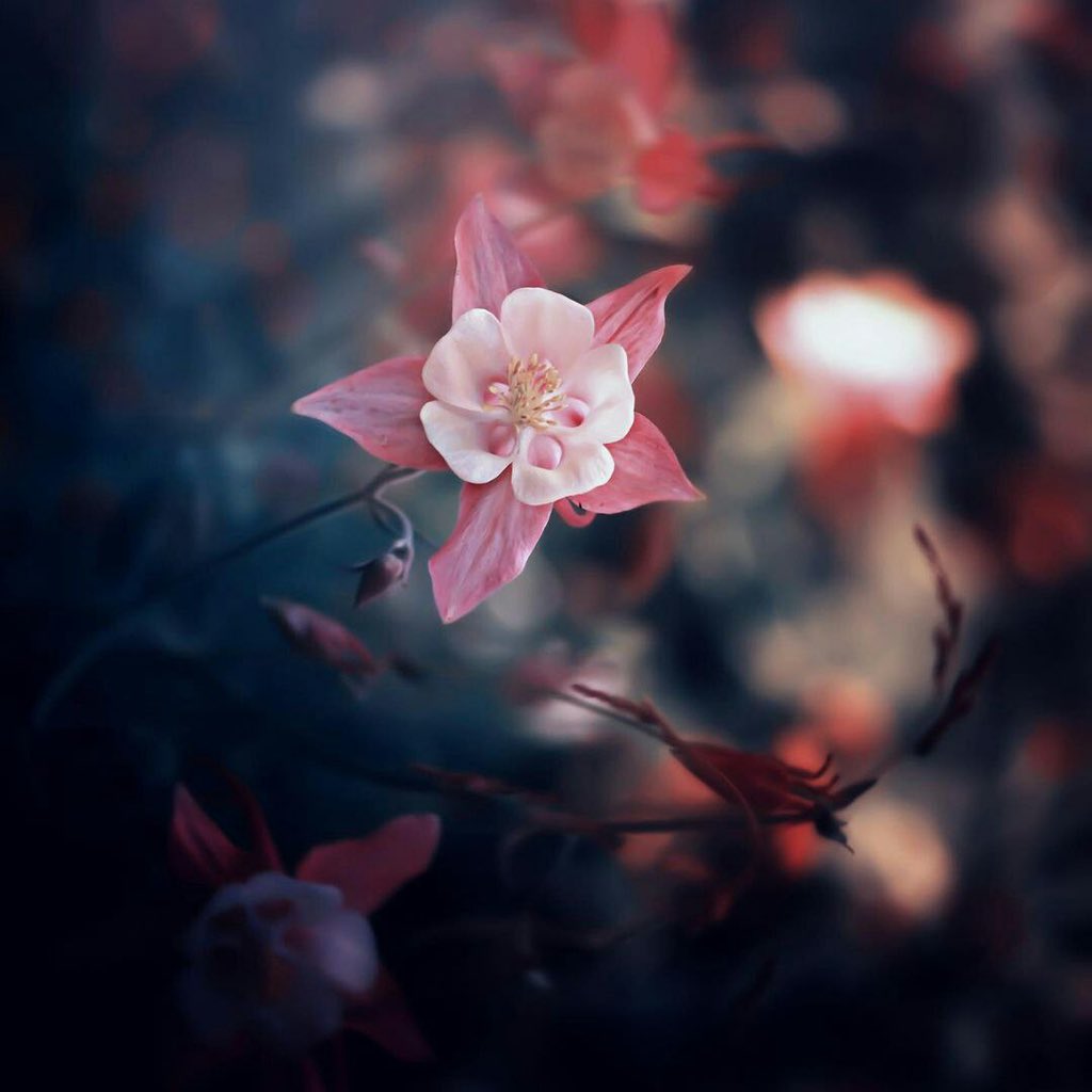 🍂🌺

- يا حامِلاً همَّهُ كالصخرِ يُثْقِلُهُ 
ألستَ  توقِنُ  أنَّ اللهَ  وهَّابُ 

في كُلِّ يومٍ لهُ  شأنٌ برحمتِهِ
 تزولُ منهُ بكُنْ إنْ شاءَ أوصابُ

ـــــــــــــــــــــــ✿🍃