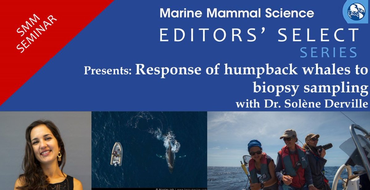 Ever have/want to biopsy a whale? I've been invited to present our latest research about the response of humpbacks to biopsy 🐳 in the upcoming @marinemammalogy Seminar Editor's Select Series. Register➡️facebook.com/events/7013577… 
with @ClaireGarrigue @UMREntropie & @GemmLabOSU